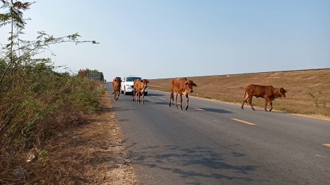 Nguy hiểm gia súc rông