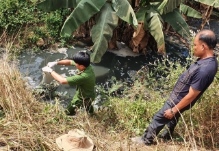Tân Biên: Một công ty sản xuất tinh bột mì xả thải ra môi trường