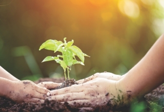 UBND tỉnh chỉ đạo: Tổ chức phong trào “Tết trồng cây” và tăng cường công tác bảo vệ, phát triển rừng