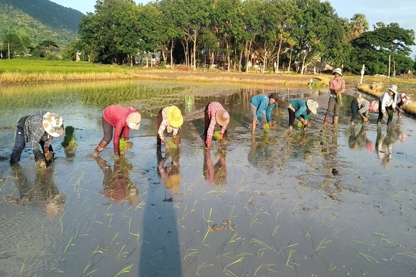 Phục tráng thành công giống lúa Huyết rồng và Khao Dawk Mali 105