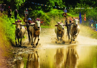 Nghệ nhân đua bò Bảy Núi nuôi trâu cò Tây Ninh