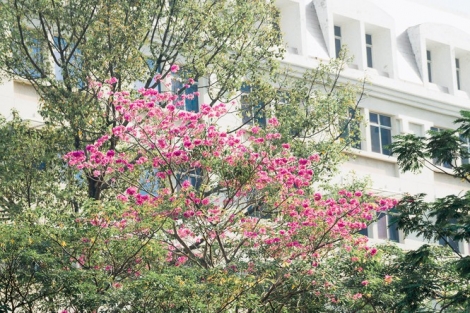 Hẹn hò Sài Gòn: Hoa kèn hồng nở sớm rực rỡ một khoảng trời, đẹp tựa như một thước phim