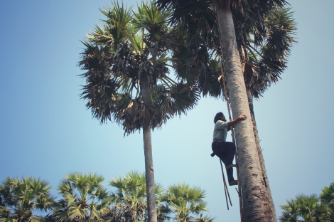 Ngọt ngào thốt nốt vùng biên