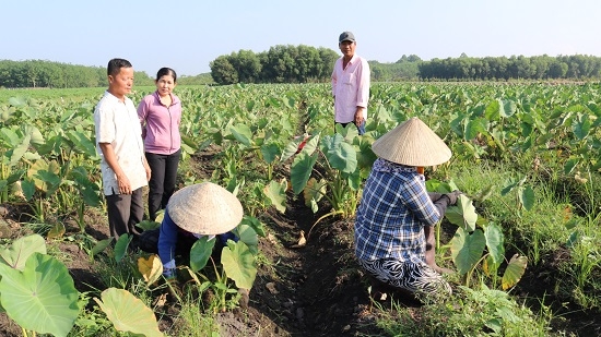 Phước Đông, Gò Dầu: Trồng khoai môn sen tím lãi 100.000.000đồng/ha