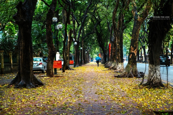 Hà Nội mùa lá sấu rụng - cảnh đẹp nên thơ