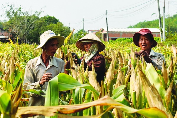 Sản xuất hàng hoá theo chuỗi liên kết: Bước đầu phát huy hiệu quả