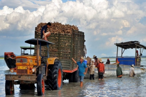 Làm gì để ngành công nghiệp chế biến khoai mì phát triển bền vững ?