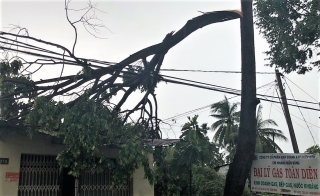 Dương Minh Châu: Mưa giông làm cây ngã đổ, gây hư hại nhiều nhà dân