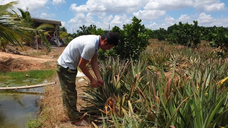 Nông dân hoang mang, lo lắng vì tin đồn nhà máy Tanifood ngưng hoạt động Nông dân hoang mang, lo lắng vì tin đồn nhà máy Tanifood ngưng hoạt động