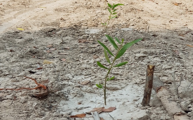 Tăng cường ngăn chặn các hành vi vi phạm Luật Lâm nghiệp