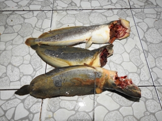 Cá trê đen “đội lốt” cá trê vàng được bán với giá “trên trời”