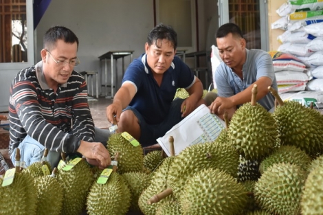 Từng bước nâng cao giá trị thương hiệu sầu riêng