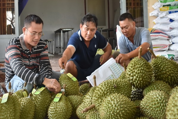 Từng bước nâng cao giá trị thương hiệu sầu riêng