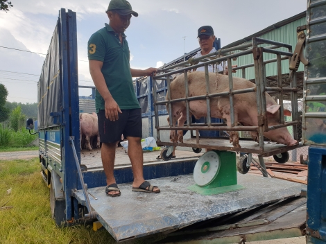 Giá thức ăn chăn nuôi tăng vọt, nông dân đau đầu duy trì chăn nuôi