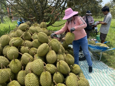 Nhiều loại trái cây tăng giá