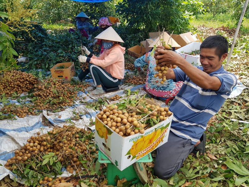 Thực hiện Nghị quyết 2020-2025: Hòa Thành hướng đến xây dựng nông thôn mới nâng cao