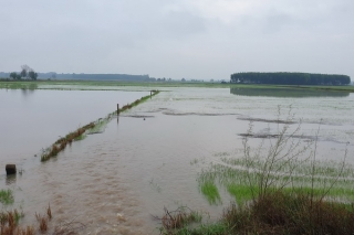 Xã Phước Chỉ: Mưa lớn làm ngập nhiều diện tích lúa mới gieo