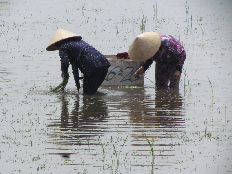 Hồi đó, mưa đầu mùa