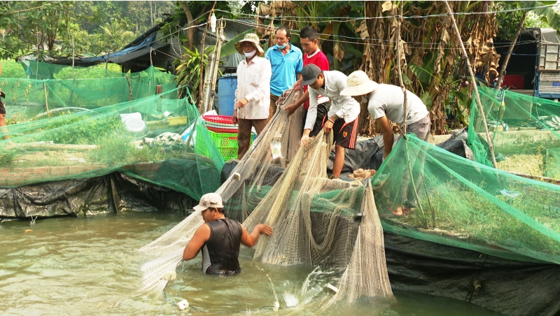 Diện tích nuôi trồng thủy sản đạt hơn 196 ha