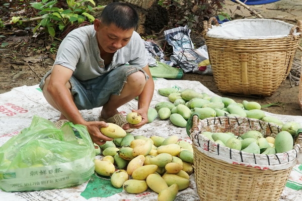 Người trồng xoài điêu đứng