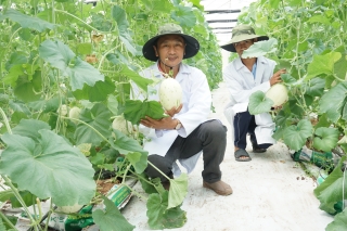 Giai đoạn 2019-2020: Tây Ninh có 67 dự án đầu tư vào lĩnh vực nông nghiệp