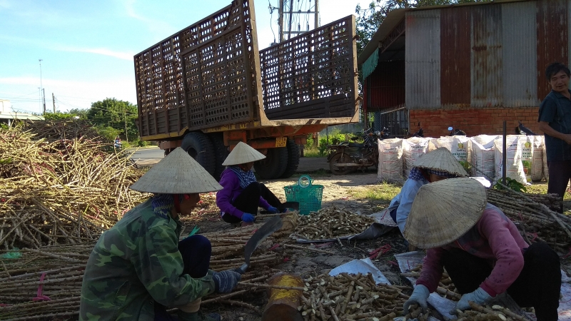 Tây Ninh: Nhân giống mở rộng 2 giống mì có khả năng kháng bệnh khảm lá cao