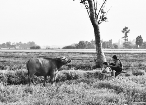 Một thuở chăn trâu