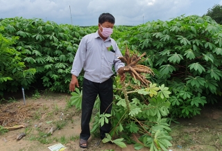 Tây Ninh: Đẩy nhanh nhân giống mì kháng bệnh khảm lá cung cấp cho nông dân
