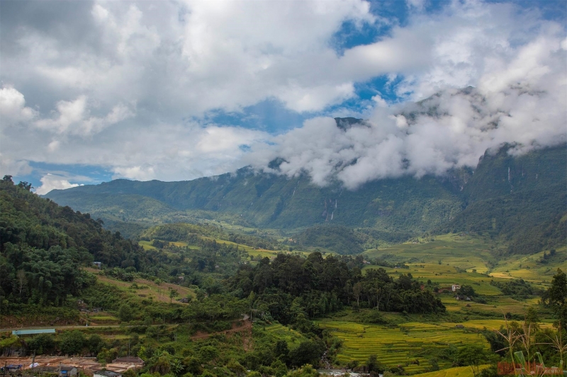 Ngắm mùa vàng tuyệt đẹp ở Y Tý