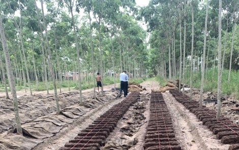 Sở Nông nghiệp và Phát triển nông thôn: Kiểm tra đột xuất việc thực hiện quy định pháp luật trong sản xuất nấm