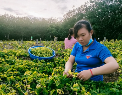 Xã đoàn Phước Vinh: Hỗ trợ nông sản trong mùa dịch