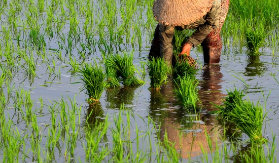 Tháng sáu cấy lúa ruộng gò