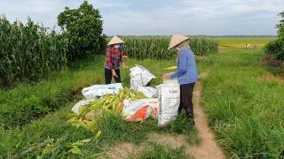 Gò Dầu: Một nông dân tặng 6 tấn bắp cho các khu cách ly, chốt phòng chống dịch Covid-19