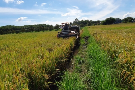 Mùa dịch, nông dân gặp khó