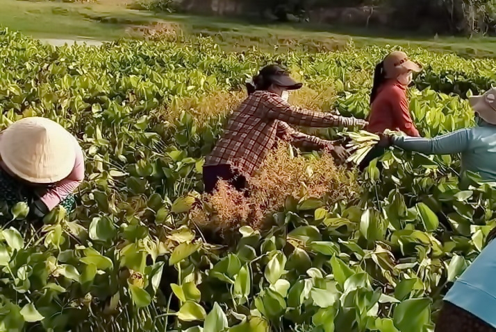 “Phiên chợ 0 đồng” với rau sạch lấy từ rừng, sông quê