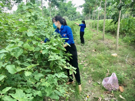 Chung tay thu hoạch nông sản, hỗ trợ công tác phòng, chống dịch Covid-19