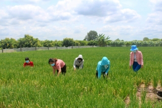 Thị xã Hoà Thành: Tích cực hỗ trợ nông dân tiêu thụ nông sản