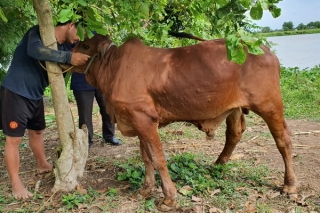 Tây Ninh: Bệnh viêm da nổi cục trên đàn trâu, bò tiếp tục lây lan rộng