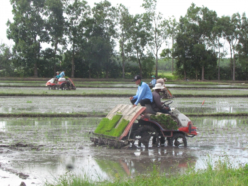 Tháng bảy cấy lúa ruộng giồng