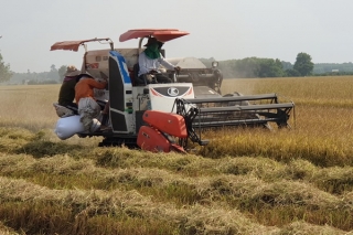 Giá lúa xuống thấp, nông dân gặp khó khăn