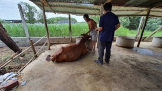 Tập trung nguồn lực, xử lý dứt điểm dịch viêm da nổi cục trên trâu, bò