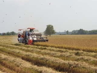 Giảm lượng giống và phân bón, tiết kiệm chi phí, nâng cao hiệu quả sản xuất lúa