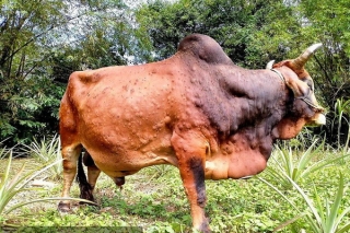 Tây Ninh: Công bố dịch bệnh viêm da nổi cục trên trâu, bò