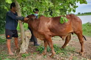 Châu Thành: Nhiều con bò được chữa khỏi bệnh viêm da nổi cục