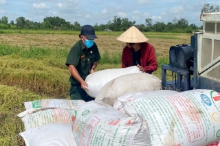 Hội Cựu Chiến binh Long Thành Nam: Chung tay giúp hội viên gặt lúa