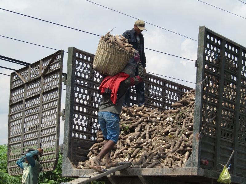 Nhà máy thiếu nguyên liệu, nhưng giá thu mua khoai mì giảm