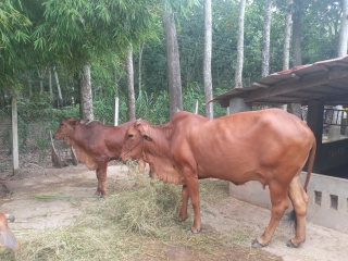 Huyện Gò Dầu có gần 260 con trâu, bò bị bệnh viêm da nổi cục