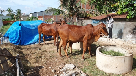 Một số điều cần biết về bệnh Viêm da nổi cục trên trâu bò và cách phòng, trị bệnh