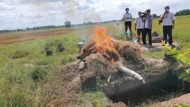 Quyết liệt khống chế dịch viêm da nổi cục trên trâu, bò