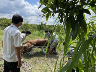 Thị xã Hòa Thành: Xuất hiện bệnh viêm da nổi cục trên đàn bò